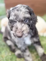 Sergeant, a male Aussiedoodle and Goldendoodle for sale in Kalispell, MT – 4 of 8