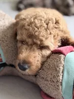 Maizie, a female Aussiedoodle and Goldendoodle for sale in Kalispell, MT – 4 of 6