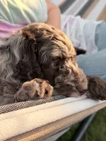 Sergeant, a male Aussiedoodle and Goldendoodle for sale in Kalispell, MT – 5 of 8