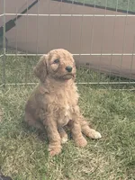 Maizie, a female Aussiedoodle and Goldendoodle for sale in Kalispell, MT – 5 of 6