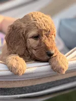 Maizie, a female Aussiedoodle and Goldendoodle for sale in Kalispell, MT – 2 of 6