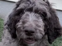 Sergeant, a male Aussiedoodle and Goldendoodle for sale in Kalispell, MT – 8 of 8