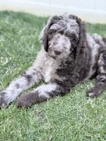 Sergeant, a male Aussiedoodle and Goldendoodle for sale in Kalispell, MT – 7 of 8