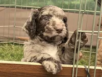 Sergeant, a male Aussiedoodle and Goldendoodle for sale in Kalispell, MT – 3 of 8