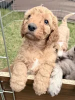 Maizie, a female Aussiedoodle and Goldendoodle for sale in Kalispell, MT – 6 of 6