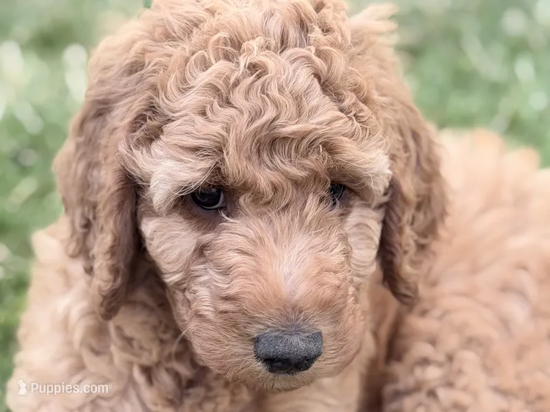 Maizie – Aussiedoodle, Goldendoodle puppy for sale in Kalispell, MT