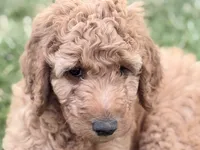 Maizie, a female Aussiedoodle and Goldendoodle for sale in Kalispell, MT – 1 of 6
