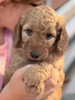 Maizie, a female Aussiedoodle and Goldendoodle for sale in Kalispell, MT – 3 of 6