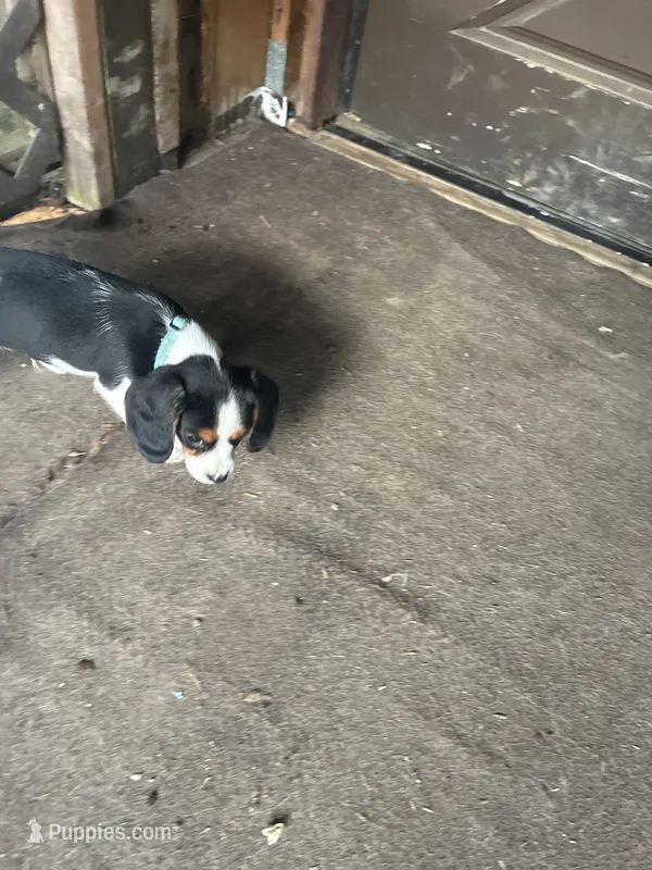 Tuffy – Beaglier puppy for sale in Port Crane, NY