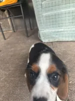 Tuffy, a female Beaglier for sale in Port Crane, NY – 2 of 3