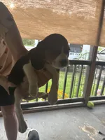 Princess, a female Beaglier for sale in Port Crane, NY – 3 of 3