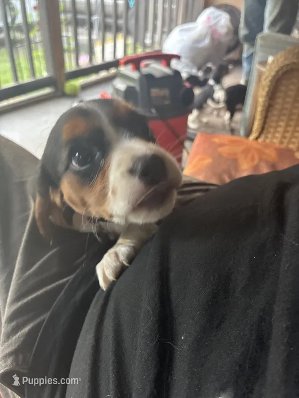 Princess – Beaglier puppy for sale in Port Crane, NY