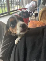 Princess, a female Beaglier for sale in Port Crane, NY – 1 of 3