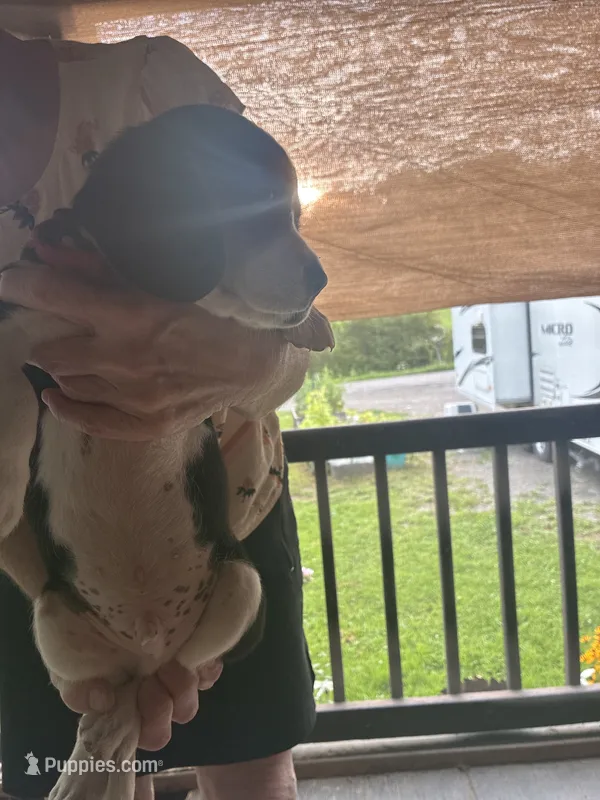 Reuben  – Beaglier puppy for sale in Port Crane, NY