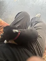 Princess, a female Beaglier for sale in Port Crane, NY – 2 of 3