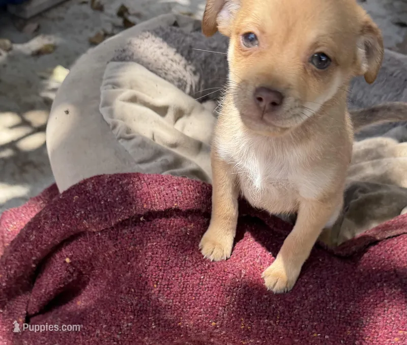 Max – Rat Terrier, Chihuahua puppy for sale in Huntington Park, CA