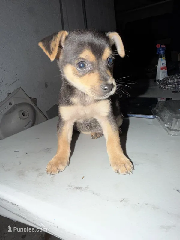 Clyde – Rat Terrier, Chihuahua puppy for sale in Huntington Park, CA