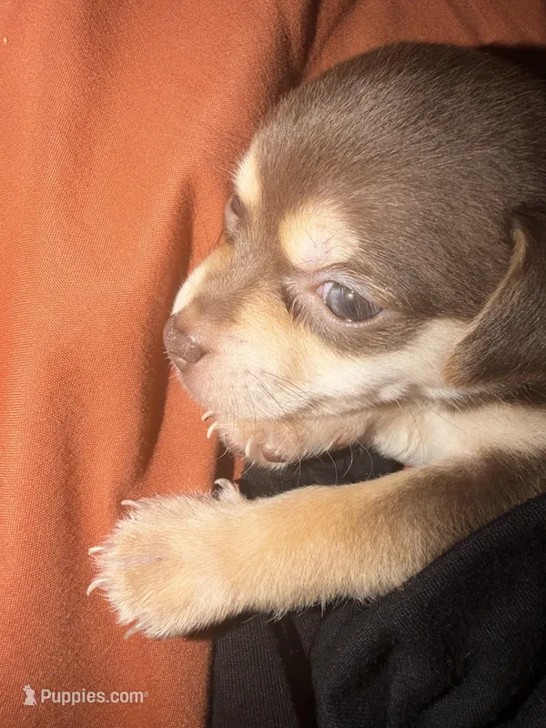 Chica – Rat Terrier, Chihuahua puppy for sale in Huntington Park, CA