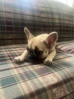 Canela , a female French Bulldog for sale in Hampton, IA – 7 of 8