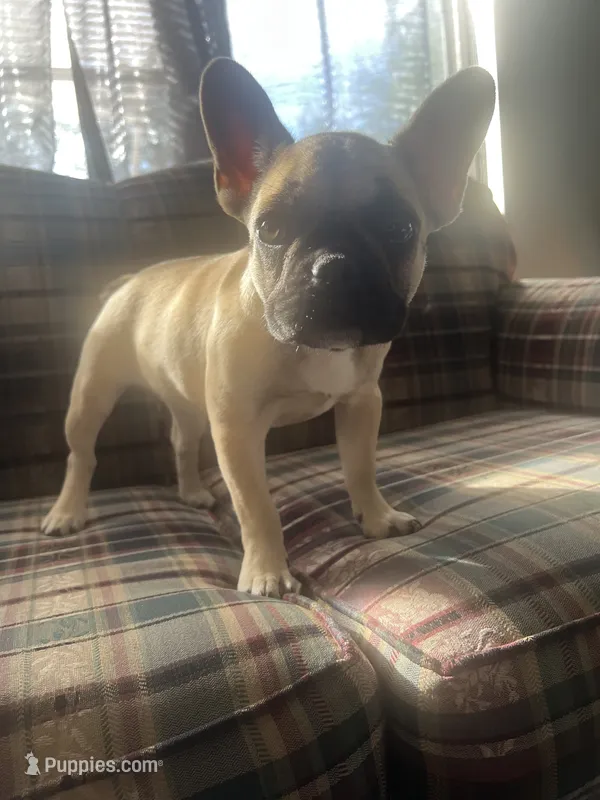 Canela  – French Bulldog puppy for sale in Hampton, IA