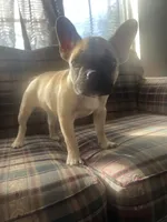 Canela , a female French Bulldog for sale in Hampton, IA – 1 of 8