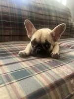 Canela , a female French Bulldog for sale in Hampton, IA – 3 of 8