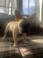 Canela , a female French Bulldog for sale in Hampton, IA – 4 of 8