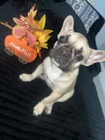  Baby , a female French Bulldog for sale in Hampton, IA – 3 of 3