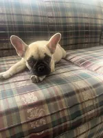 Canela , a female French Bulldog for sale in Hampton, IA – 8 of 8