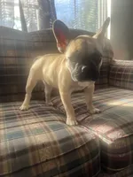 Canela , a female French Bulldog for sale in Hampton, IA – 2 of 8