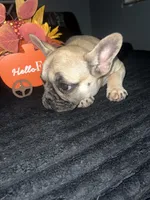  Baby , a female French Bulldog for sale in Hampton, IA – 2 of 3