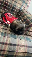 Stella, a female Shih Tzu for sale in Hampton, IA – 2 of 2