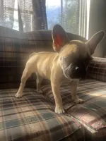 Canela , a female French Bulldog for sale in Hampton, IA – 6 of 8