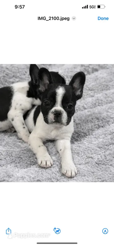 Diamond  – French Bulldog puppy for sale in Hampton, IA