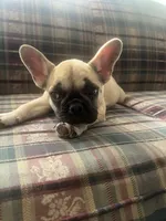 Canela , a female French Bulldog for sale in Hampton, IA – 5 of 8