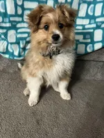 Stella , a female Shetland Sheepdog and Pomeranian for sale in Hampton, IA – Photo 2 of 3