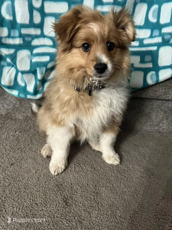 Stella  – Shetland Sheepdog, Pomeranian puppy for sale in Hampton, IA