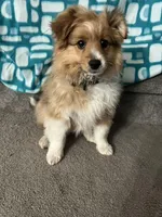 Stella , a female Shetland Sheepdog and Pomeranian for sale in Hampton, IA – Photo 1 of 3