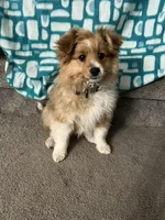 Stella , a female Shetland Sheepdog and Pomeranian for sale in Hampton, IA – Photo 3 of 3