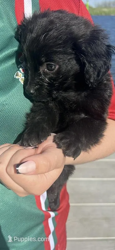 Little, a male Shihpoo for sale in Hampton, IA – Photo 1 of 2