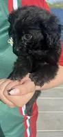 Little, a male Shihpoo for sale in Hampton, IA – Photo 1 of 2