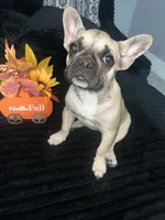  Baby , a female French Bulldog for sale in Hampton, IA – 1 of 3