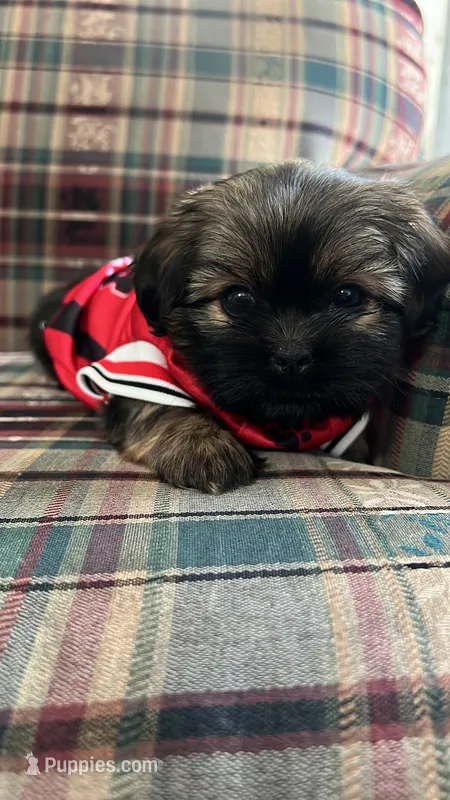 Stella, a female Shih Tzu for sale in Hampton, IA – 1 of 2