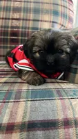 Stella, a female Shih Tzu for sale in Hampton, IA – 1 of 2
