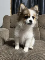 Louie , a male Pomeranian for sale in Hampton, IA – Photo 5 of 6