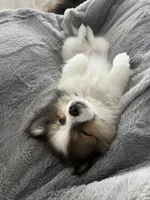 Louie , a male Pomeranian for sale in Hampton, IA – Photo 4 of 6