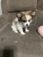 Louie , a male Pomeranian for sale in Hampton, IA – Photo 6 of 6