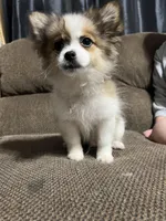 Louie , a male Pomeranian for sale in Hampton, IA – Photo 3 of 6