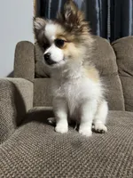 Louie , a male Pomeranian for sale in Hampton, IA – Photo 2 of 6