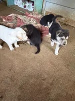Ghost, a male German Shepherd Dog for sale in Woodland, AL – 6 of 6